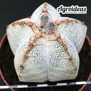 Astrophytum V-Zuka "Gran Ejemplar"