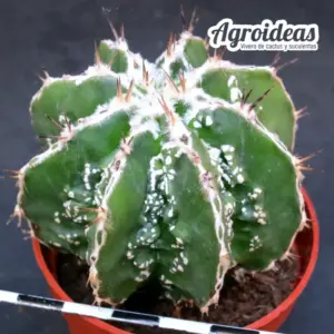 Astrophytum fukuryu & hakujo var. nudum "Selección"