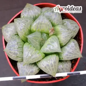 Haworthia X Comptoniana