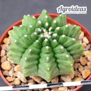 Gymnocalycium "Thornless"