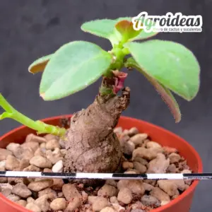 Monadenium mafingensis