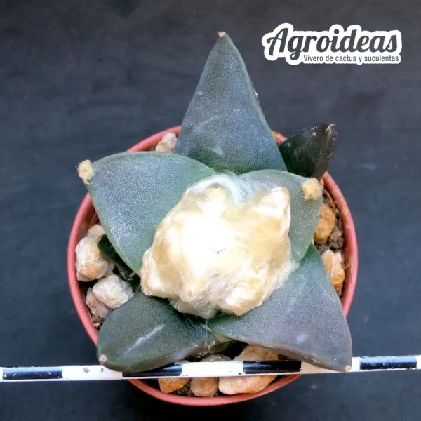 Ariocarpus retusus v. scapharostroides