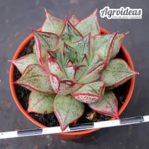 Echeveria dionysos