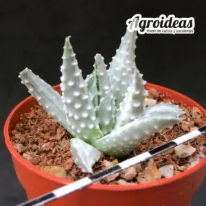 Haworthia pumila "Prima Donna"