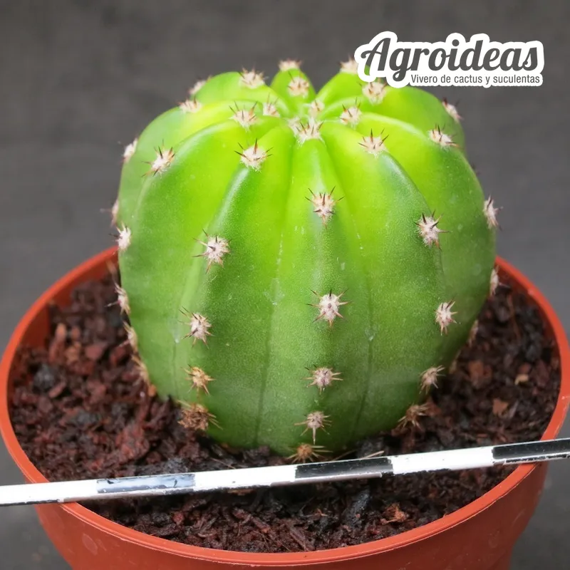 Trichocereus papageno "amarillo" - Imagen 2