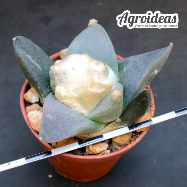 Ariocarpus retusus v. scapharostroides - Imagen 2