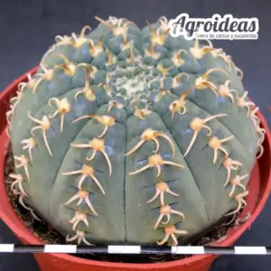 Gymnocalycium X triacanthum fr. tortuosa «Ex. Agroideas» Ejemplar MØ-11cm