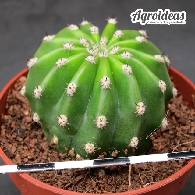 Trichocereus "Papageno" - Imagen 2