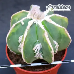Astrophytum "Fukuryu & Hakujo" var. nudum