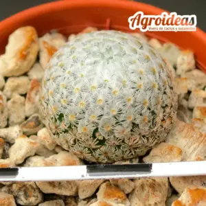 Mammillaria breviplumosa