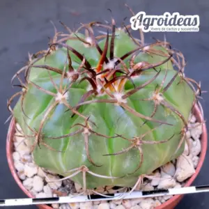 Discocactus insignis "Ejemplar M-8,5 cm"