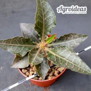 Euphornia francoisii