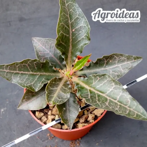 Euphornia francoisii