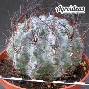 Eriosyce crispa "Ejemplar" MØ-11cm