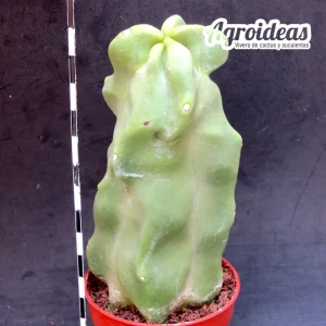 Lophocereus schotii "fr. monstruosus"