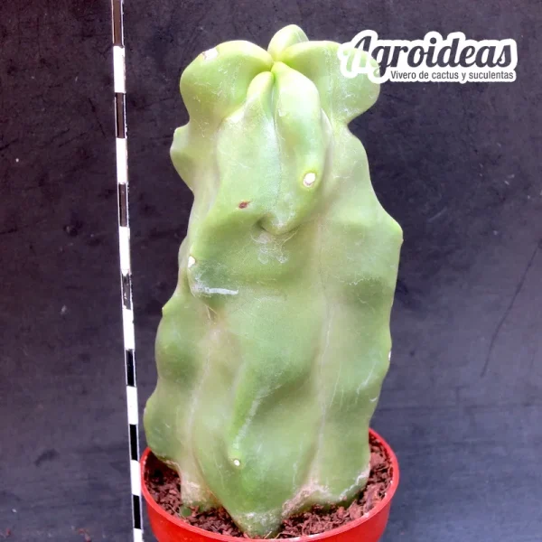 Lophocereus schotii "fr. monstruosus"
