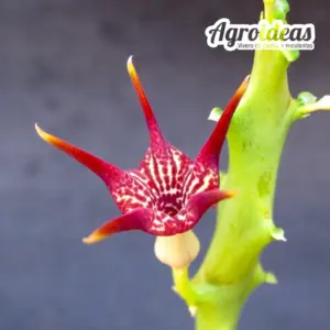 X Monollupegia, Pranburi hybrid