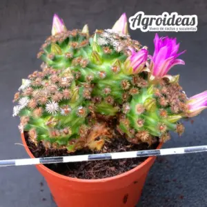 Mammillaria hernandezii "Selección"
