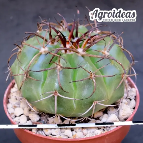 Discocactus insignis "Ejemplar M-8,5 cm" - Imagen 2