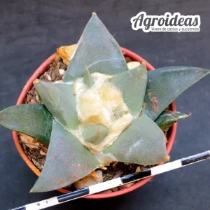 Ariocarpus retusus v. scapharostroides