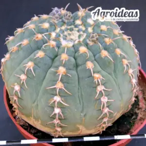 Gymnocalycium X triacanthum fr. tortuosa «Ex. Agroideas» Ejemplar MØ-11cm