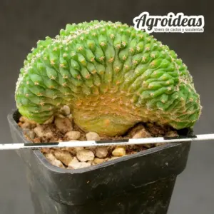 Strombocactus disciformis "cristata"