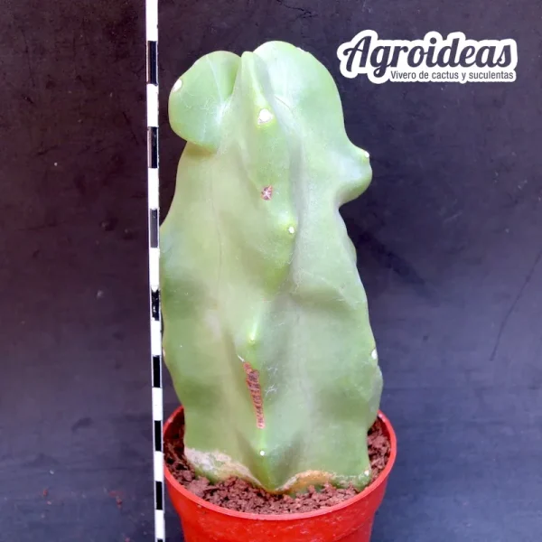 Lophocereus schotii "fr. monstruosus" - Imagen 2
