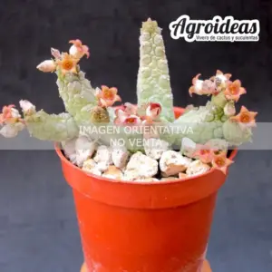 Stapelianthus madagascariensis x Pseudolithos caput-viperae