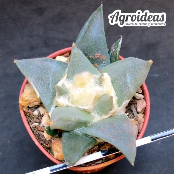 Ariocarpus retusus v. scapharostroides - Imagen 2