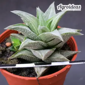 Haworthia "Kotengu Nishiki"