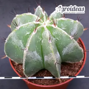 Astrophytum multicostatum «selección»