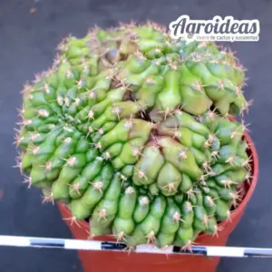 Gymnocalycium anisitsii «cristata»