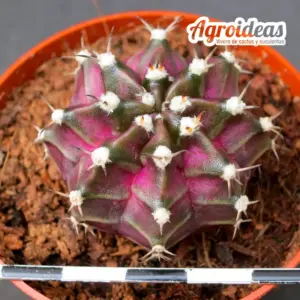 Gymnocalycium "T-Rex"