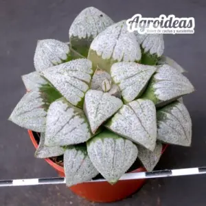 Haworthia cv. "Lluna"