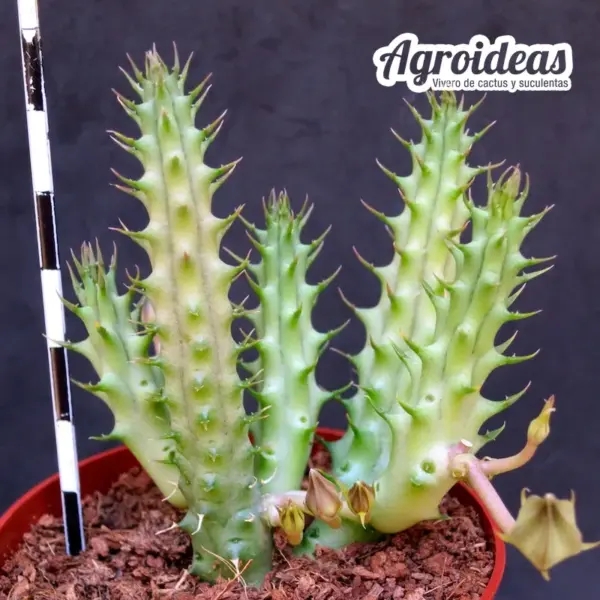 Duvalia "Polita Golden" - Imagen 2
