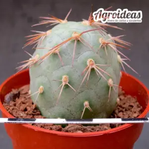 Tephrocactus geometricus "Golden spine"