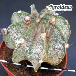 Astrophytum capricorne var. niveum "Ejemplar"