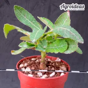 Monadenium pseudoracemosum var. lorifolium