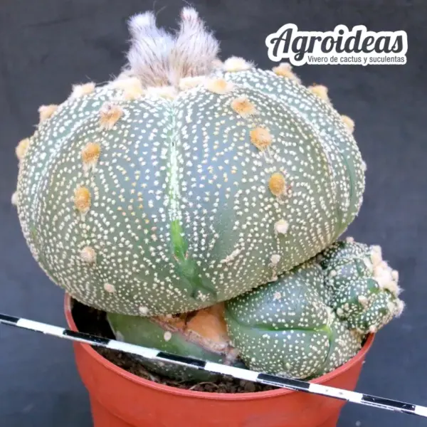 Astrophytum asterias «Selección» - Imagen 2