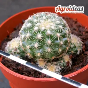 Discocactus buenekeri