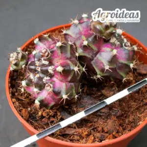 Gymnocalycium "T-Rex" Bicéfalo