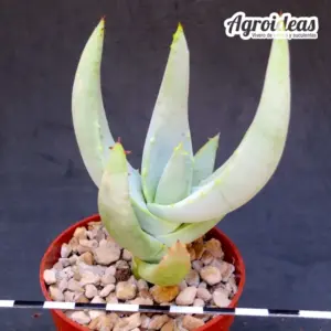 Aloe asperifolia