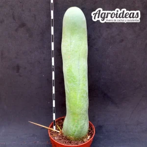 Trichocereus bridgesii "Penis Catus"
