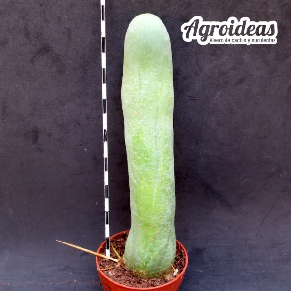 Trichocereus bridgesii "Penis Catus"