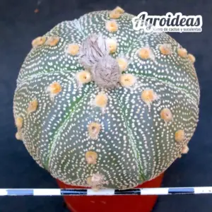 Astrophytum asterias «Selección»