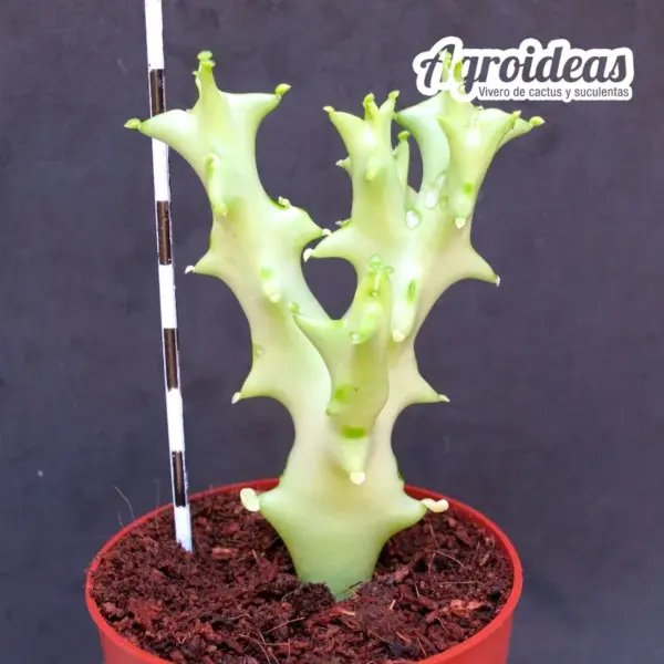 Caralluma socotrana - Imagen 2