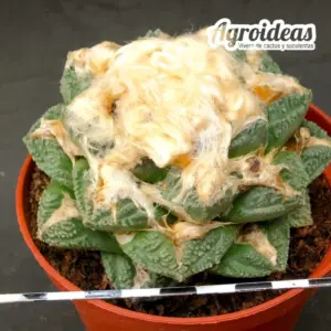 Ariocarpus fissuratus "Ejemplar 14 años"