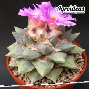 Ariocarpus retusus var. frumdosus "Gran Ejemplar M-13 cm"