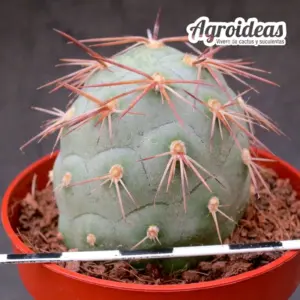 Tephrocactus geometricus "Golden spine"