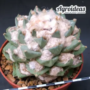 Ariocarpus X retusus "brevituberosus" Ejemplar 15 años